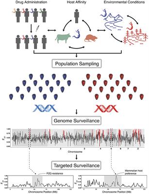 Prospects for genomic surveillance for selection in schistosome parasites